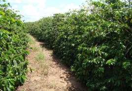 Workshop aborda desafios dos nematoides na cafeicultura do Cerrado