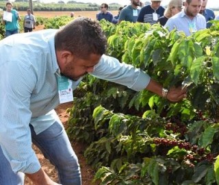 Imagem 2 do post Dias de Campo no Cerrado Mineiro apresentam novas cultivares de café da Epamig