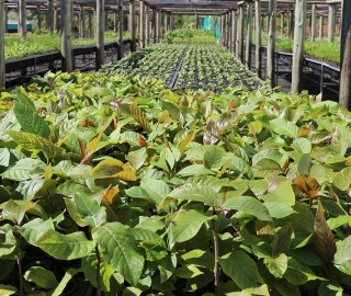 Imagem 1 do post Cafeicultores da Região do Cerrado Mineiro investem em projetos para preservação do bioma Cerrado e resiliência climática