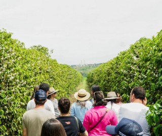 Imagem 1 do post 1º Festival da Colheita do Café no Cerrado Mineiro realiza visitas guiadas a   fazendas neste sábado