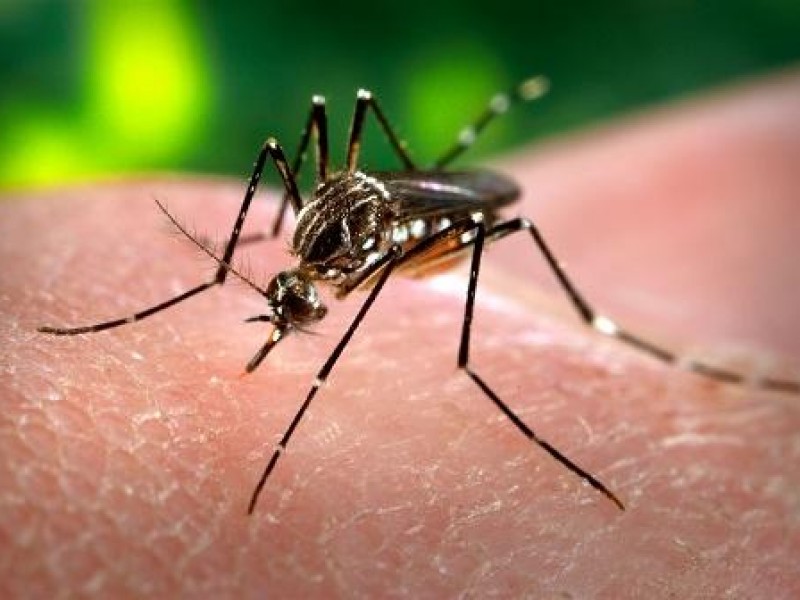 Boletim Epidemiológico Municipal situação da Dengue, Febre Chikungunyae Zika Vírus em Patrocínio