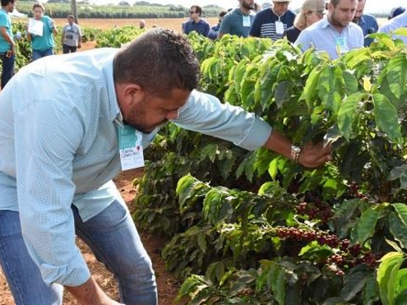 Dias de Campo no Cerrado Mineiro apresentam novas cultivares de café da...