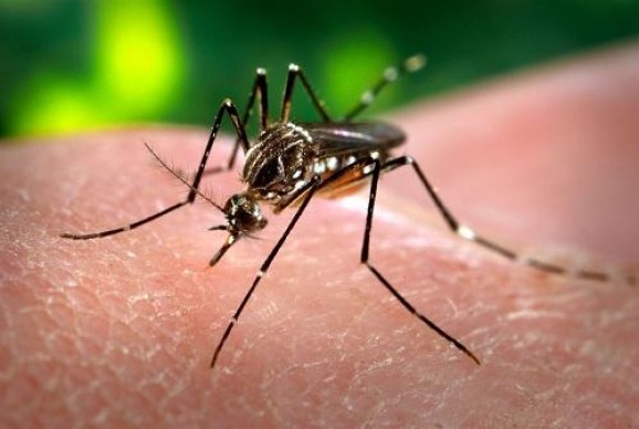 Boletim Epidemiológico Municipal situação da Dengue, Febre Chikungunyae Zika Vírus em Patrocínio
