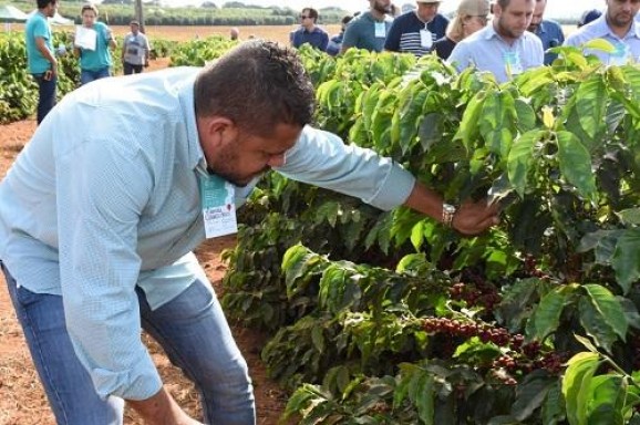 Dias de Campo no Cerrado Mineiro apresentam novas cultivares de café da Epamig