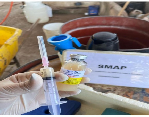 Secretaria Municipal de Agricultura e Pecuária realiza vacinação contra brucelose em gados