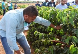 Dias de Campo no Cerrado Mineiro apresentam novas cultivares de café da Epamig