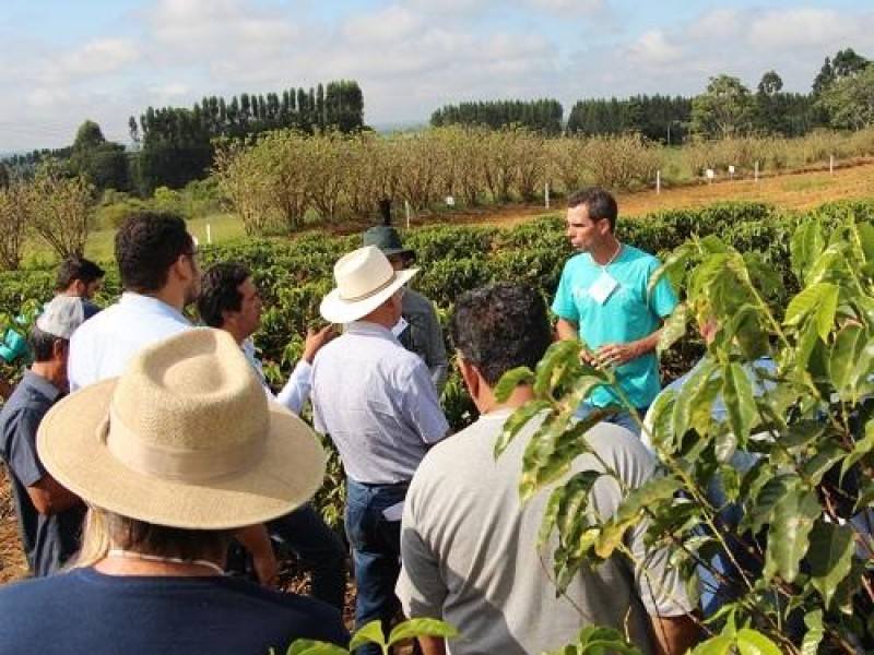 Pesquisa em unidades demonstrativas de cultivares de café geram resultados para cafeicultores...