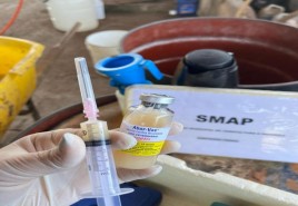 Secretaria Municipal de Agricultura e Pecuária realiza vacinação contra brucelose em gados