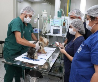Imagem 2 do post Centro de Saúde Animal do Unicerp: Excelência Veterinária ao Alcance de Todos