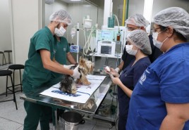Centro de Saúde Animal do Unicerp: Excelência Veterinária ao Alcance de Todos
