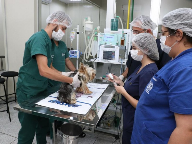 Centro de Saúde Animal do Unicerp: Excelência Veterinária ao Alcance de Todos