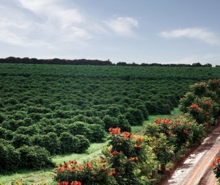 Imagem 1 do post Federação dos Cafeicultores do Cerrado participa do Fórum do Agronegócio Sustentável com Tecnologia e Inovação